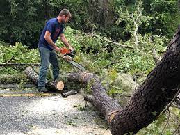 Best Root Management and Removal  in Marion, IA