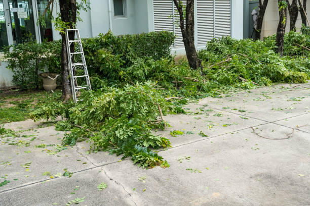 Best Lawn Pest Prevention  in Marion, IA