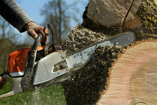 Best Tree Disease Treatment  in Marion, IA